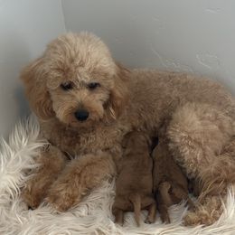 Akira - Goldendoodle