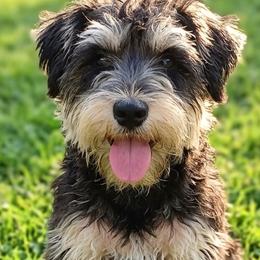 Miniature Australian Shepherds, Miniature Schnauzers, Old English Sheepdogs, and Poodles from Rose brook family farms