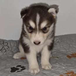 Liberty - Red and white female Siberian Husky puppy in Kansas City, Missouri from Anuun's Huskies
