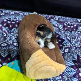 Shaka - Black tan and white male Biewer Terrier puppy in Fruitport, Michigan from Nest of Wellbeing’s Biewers