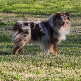 Toro - Miniature Australian Shepherd
