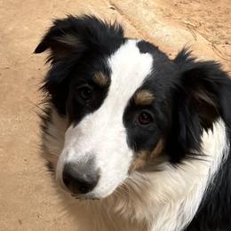 Josey - Miniature Australian Shepherd