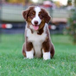 Bluegrass - Red tri-color male Miniature American Shepherd puppy in Stephenville, Texas from Diamond H Aussies