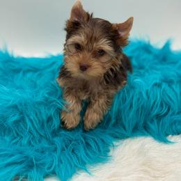 Kaz - Chocolate and tan male Yorkshire Terrier puppy in Benton, Illinois from Furry Tailz Yorkies