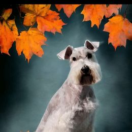 Casper - Miniature Schnauzer
