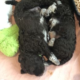 "4 weeks old puppies" Lagotto Romagnolo Puppies from Bella Fiore Lagottos