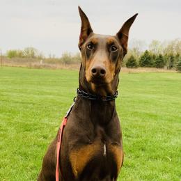 Quinn - Doberman Pinscher