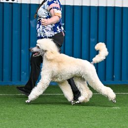 Cashmere - Cream female Poodle puppy in Archbold, Ohio from Ghibli Poodles