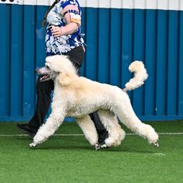 Cashmere - Cream female Poodle puppy in Archbold, Ohio from Ghibli Poodles