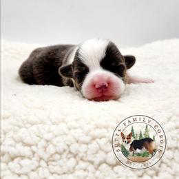 Elvis - Gray and white male American Corgi puppy in Cameron, North Carolina from Butts Family Corgis
