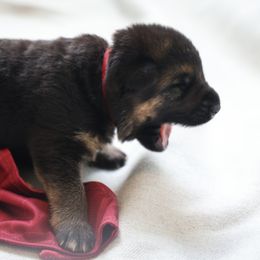 German Shepherd Puppies from Milestone GSDs