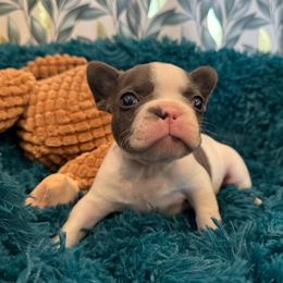 Buzz - Blue male French Bulldog puppy in Riverview, Florida from The Frenchie Lady Co.