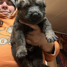 Boy 2 - Sable German Shepherd puppy in Villa Rica, Georgia from Von Wolf GSD’S