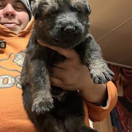 Boy 2 - Sable German Shepherd puppy in Villa Rica, Georgia from Von Wolf GSD’S
