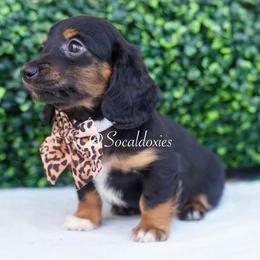 Lucy - Black and tan female Dachshund puppy in Apple Valley, California from Socaldoxies