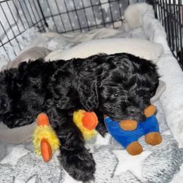 Cavapoo, Cockapoo, Goldendoodle, and Maltipoo Puppies from Perdue Puppies