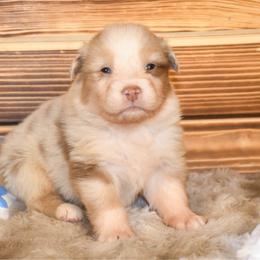 Baguette - Red merle female Australian Shepherd puppy in Kirksville, Missouri from BellSharps Australian Shepherds