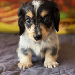 Pixel - Piebald female Dachshund puppy in Pflugerville, Texas from Dream A Dream Dachshunds