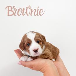 Brownie - Yellow and white male Bernedoodle puppy in South Jordan, Utah from Wonderful World Doodles