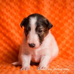 Silken Windhound Puppies from Amethyst Silken Windhounds