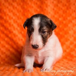 Silken Windhound Puppies from Amethyst Silken Windhounds