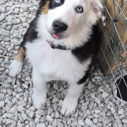 Snoop (400.00) - Black tri male Miniature American Shepherd puppy in Marshfield, Missouri from Tntowne Miniature American Shepherds