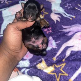 Santa's little helper - Black and tan male Yorkshire Terrier puppy in Gastonia, North Carolina from Precious pups dynasty kennel