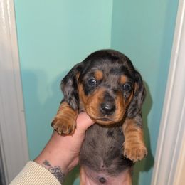 Dachshund and Poodle Puppies from Stocktons Doxies & Poodles
