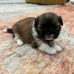 Bruiser - Black gold and white male Shih Tzu puppy in Fair Grove, Missouri from Hilltop Shih Tzus