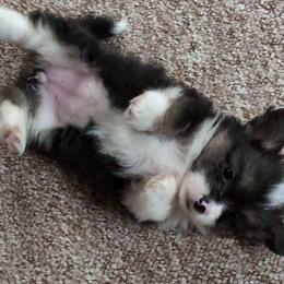 Mao Mao (Green Collar Girl, Fluffy) - Black and tan female Pembroke Welsh Corgi puppy in Stoystown, Pennsylvania from Willow Grove Corgis