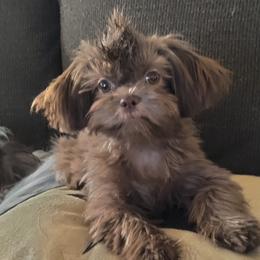 Ranger - Shih Tzu