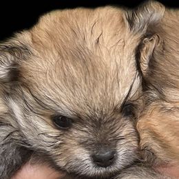 Pomeranians from Pride Land Poms