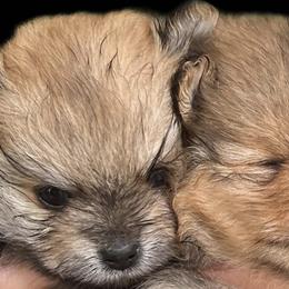 Pomeranians from Pride Land Poms