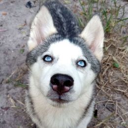 Puddle - Gray and white Siberian Husky puppy in Dunnellon, Florida from Clover's Legacy Siberians