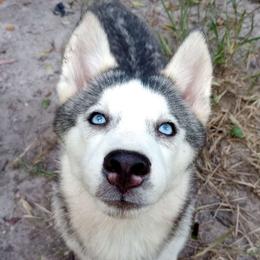 Puddle - Gray and white Siberian Husky puppy in Dunnellon, Florida from Clover's Legacy Siberians