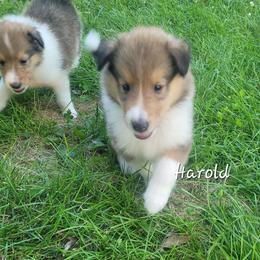 Harold - Sable and white male Collie puppy in Mattoon, Illinois from Gold Leaf Collies