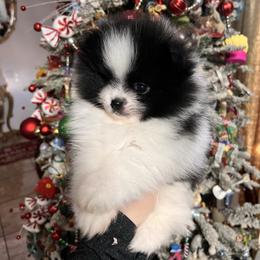 Girl 2 - Black parti female Pomeranian puppy in El Paso, Texas from Texas quality pomeranians