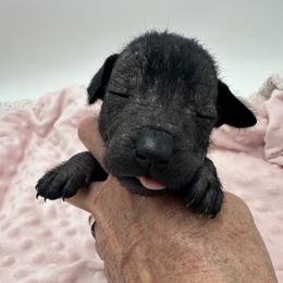 Girl 2 - female Xoloitzcuintli puppy in West Jordan, Utah from Majestic Nakids