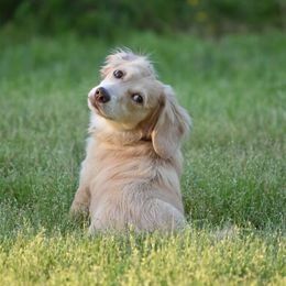 Lillie - Dachshund