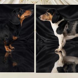 Dachshund puppies from MoonBerry Miniature Dachshunds