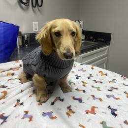 Happy akc embark clear pra clear - Cream male Dachshund puppy in Magnolia, Texas from Carrie’s Countryside Dachshunds
