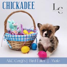 Chickadee - Red male Pembroke Welsh Corgi puppy in Pine Village, Indiana from NL Horsemanship