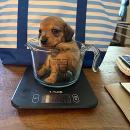 Thor - Red male Dachshund puppy in Madisonville, Texas from Little B’s Dachshund Farm