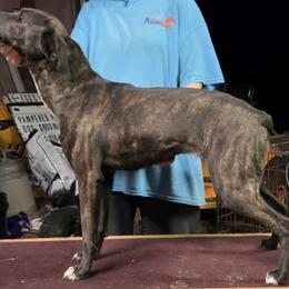 Brownie - Mountain Cur