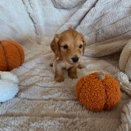AKC Pink Collar - Red female Dachshund puppy in Mesa, Arizona from Diamondback Doxie