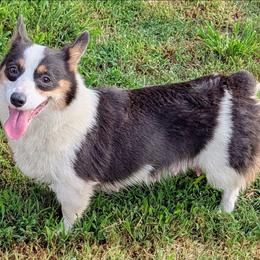 Sonora - Pembroke Welsh Corgi