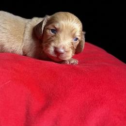 Akc Chocolate Based Cream - Cream male Dachshund puppy in Lehigh Acres, Florida from Ruby Rose Dachshund Dynasty