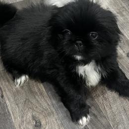 Full AKC- Google - Black male Pekingese puppy in Pennsylvania from Triple I Pekes