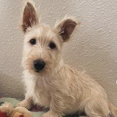 Poodles and Scottish Terriers from Central Valley Scotties