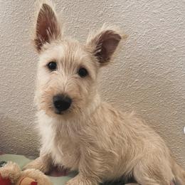 Poodles and Scottish Terriers from Central Valley Scotties